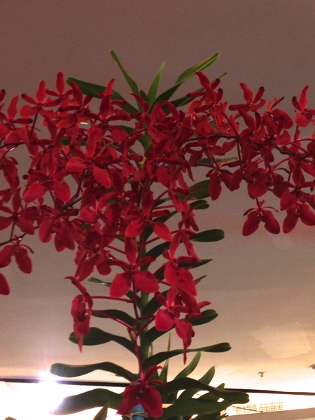 IMG 1390