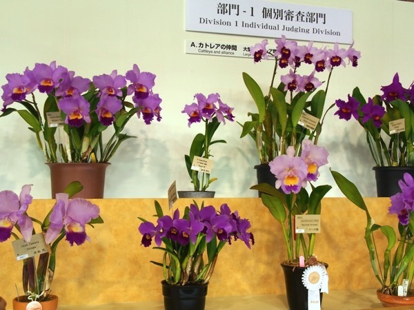 KS231288small600