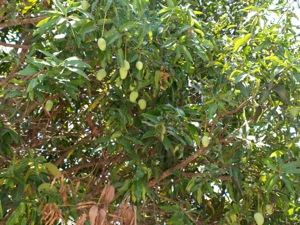 NI024899 1