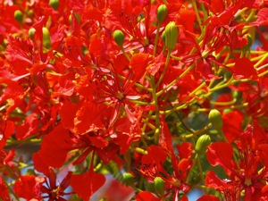NI024979 1