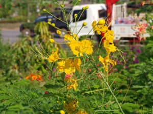 NI035006 1