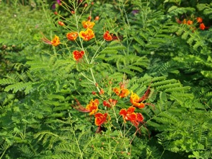 NI035010 1