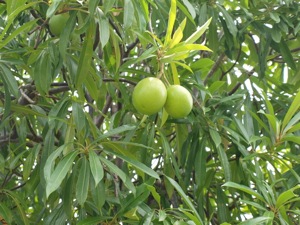 NI095251