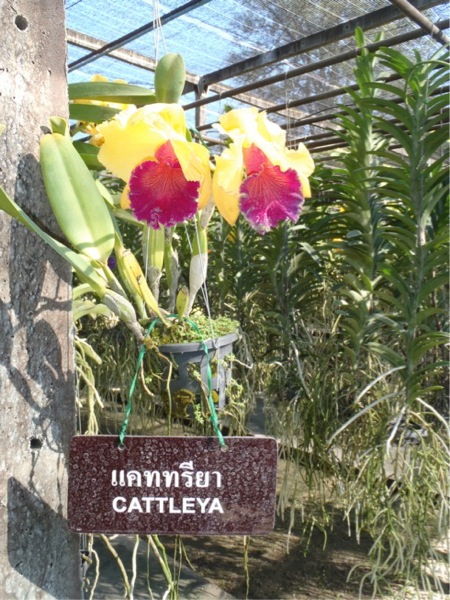 P3200050