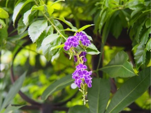 P7240080