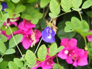 P7240103