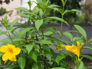 P7240135