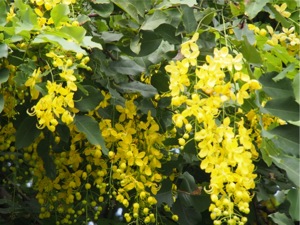 P7240159