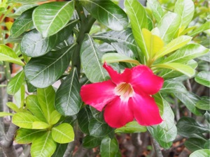 P7270037