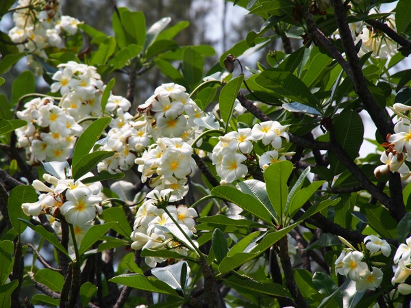 SL030031