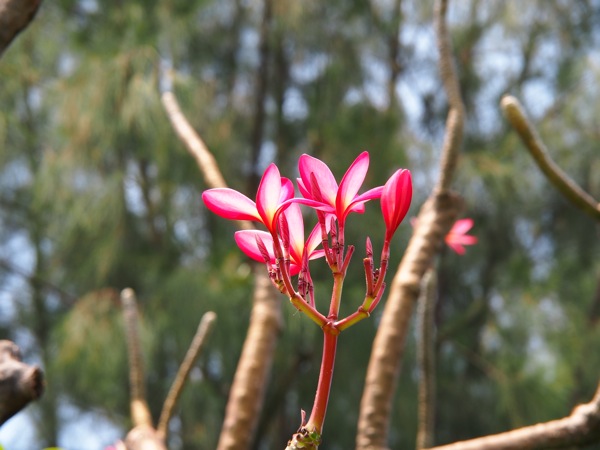 SL030044