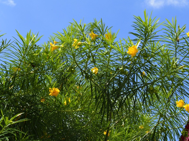 SL030099