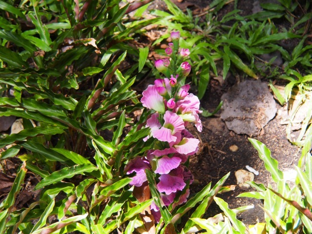 SL030450small640