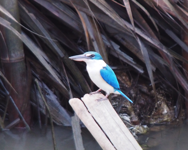Blue Bird