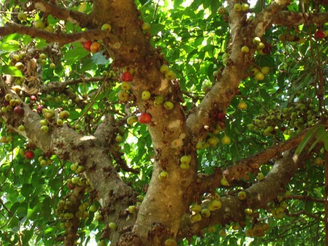 DSC05371