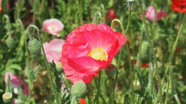 OI002905