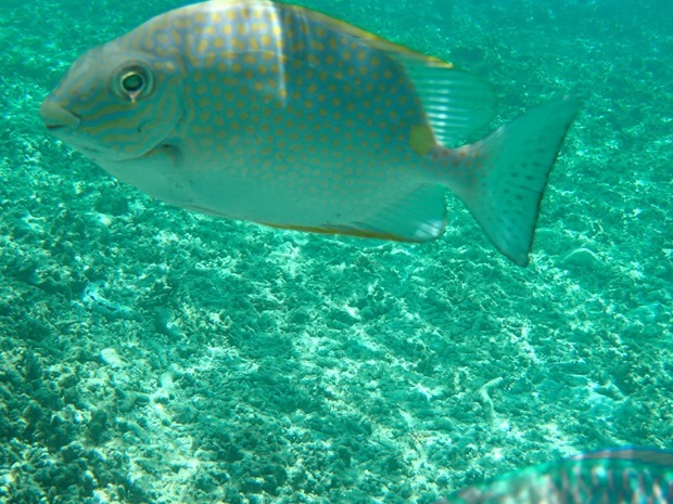OI001004