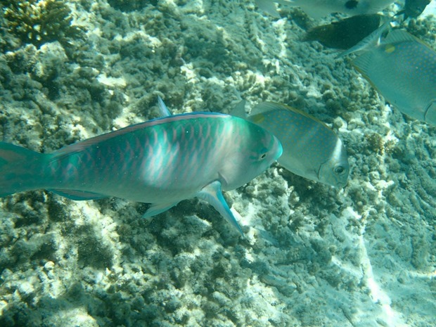 OI001012