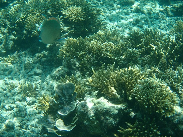 OI001018