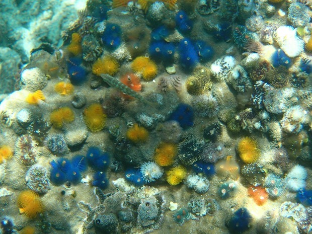 OI001039