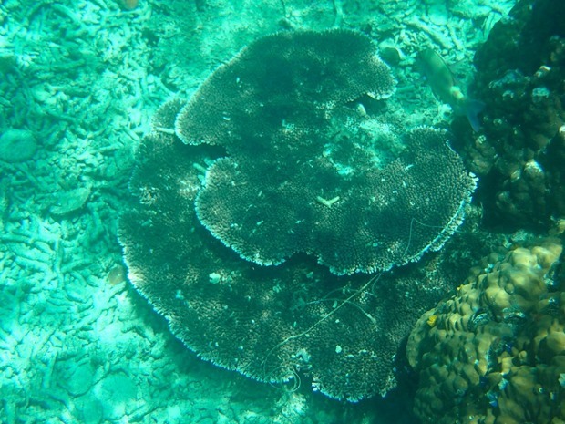 OI001051
