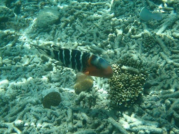 OI001087