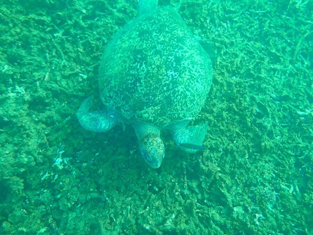 OI001185