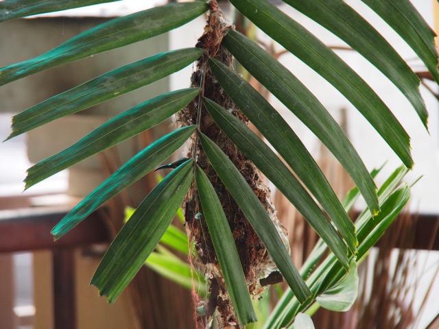 SL000444