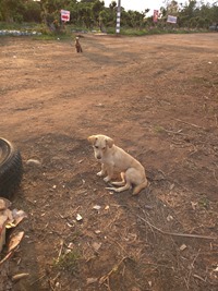 IMG_20160125_074949