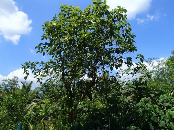 P2164435