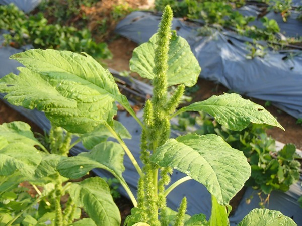 P2224620