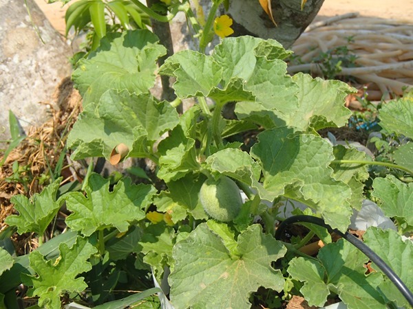 P3044845