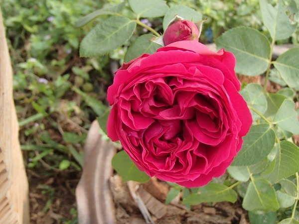 P3054854