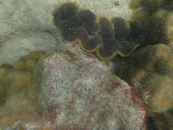 P3305063