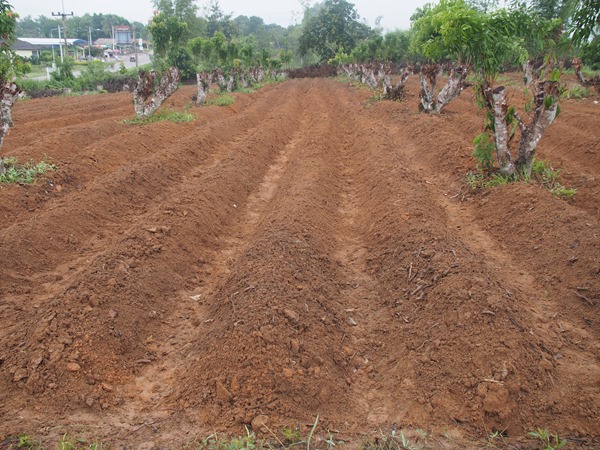 SL003753