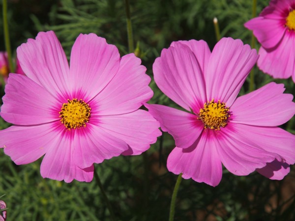 SL004038