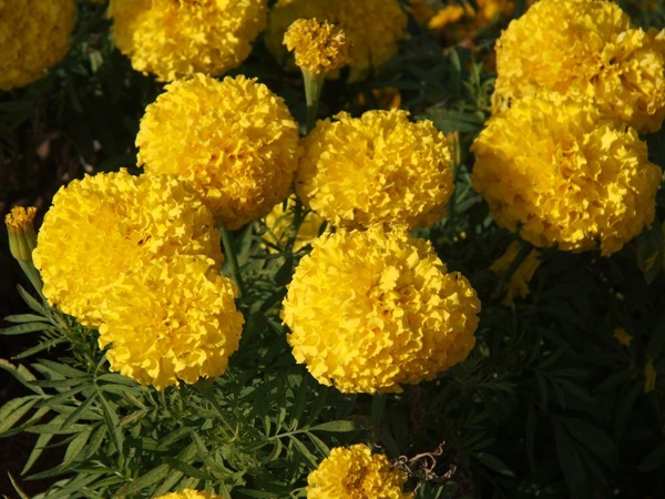 SL004083
