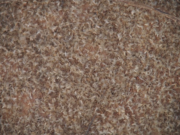 SL004190