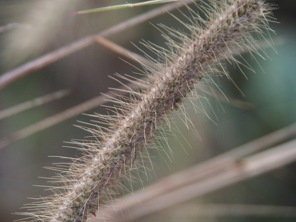 SL004197