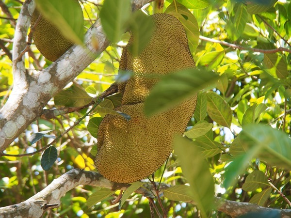 SL004293